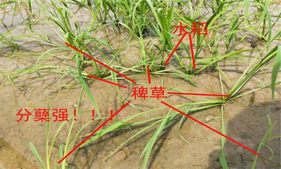 稗草与水稻的区别 怎么除稗草、用什么除草剂好