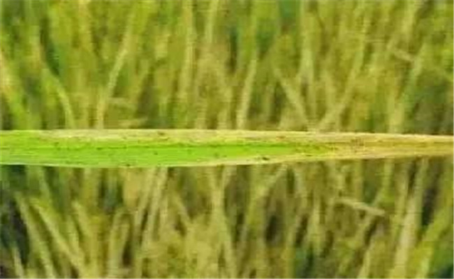 水稻缺素怎么办？水稻缺素症状及补救措施