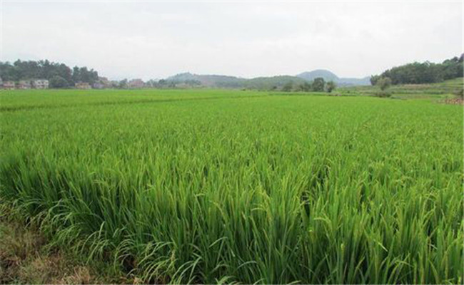 水稻免耕栽培技术要点
