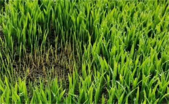 水稻氮肥施用不当的症状 水稻氮肥过多如何补救