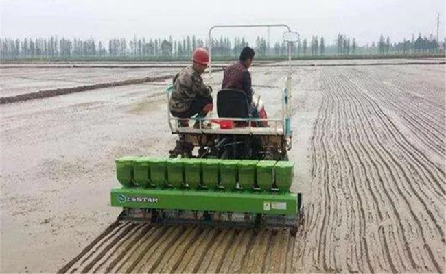 水稻直播为什么能获得高产 哪些水稻适合直播