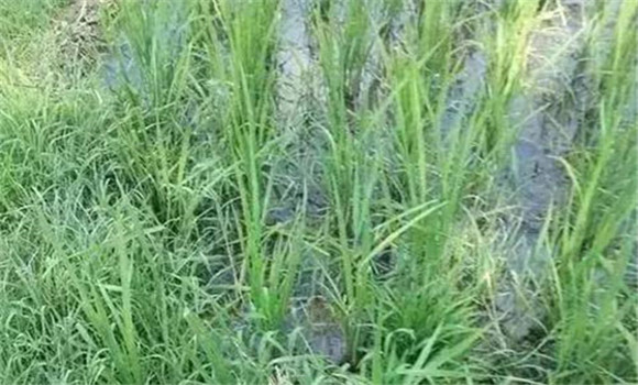 青苔怎么去除 怎样防除稻田青苔 青苔怎么去除 怎样防除稻田青苔