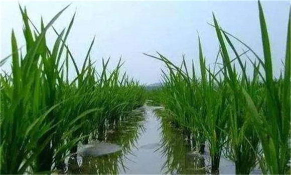 水稻拨节长穗期的田间管理措施有哪些？