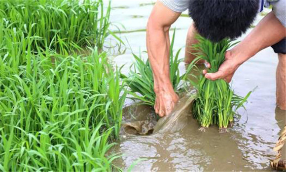 水稻移栽的管理技术措施介绍