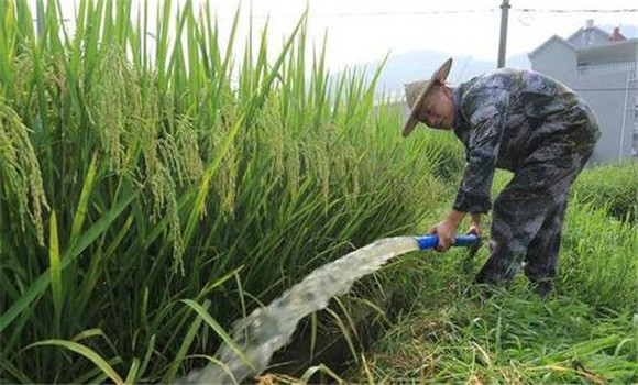水稻生育后期管理要点：病虫害防治与水肥管理