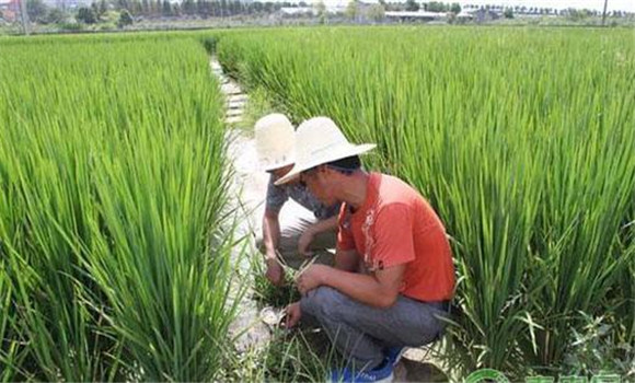 水稻生长后期的管理重点是要做好“五防”