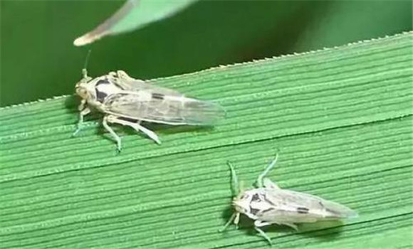 水稻中后期主要虫害防治要点