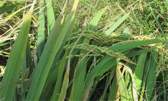 水稻螟害综合防治技术要点 水稻螟害综合防治技术要点