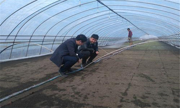 大棚番茄、水稻高效栽培模式简介