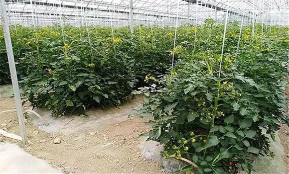 大棚番茄、水稻高效栽培模式简介