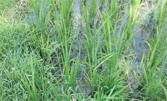 直播稻田化学除草要重抓播后苗前的封闭处理