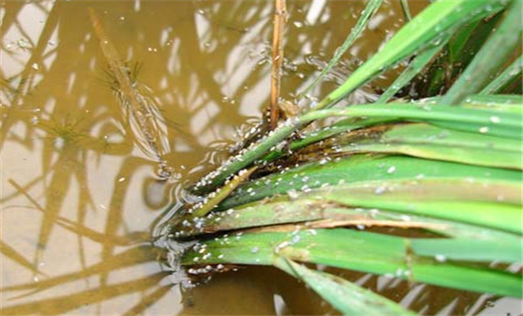 水稻稻飞虱防治方法 如何防治水稻稻飞虱