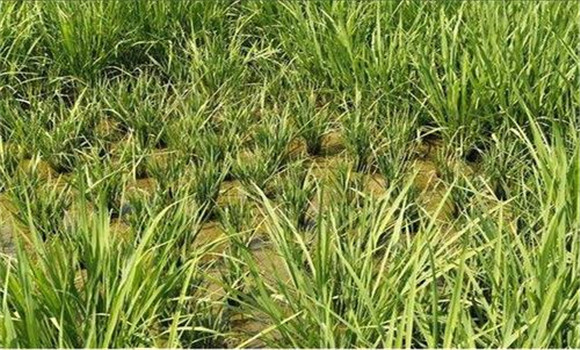 水稻僵苗的原因、类型及防治方法简介
