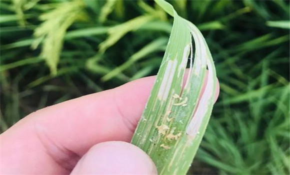 水稻病虫害识别与防治 水稻常见病虫害防治方法