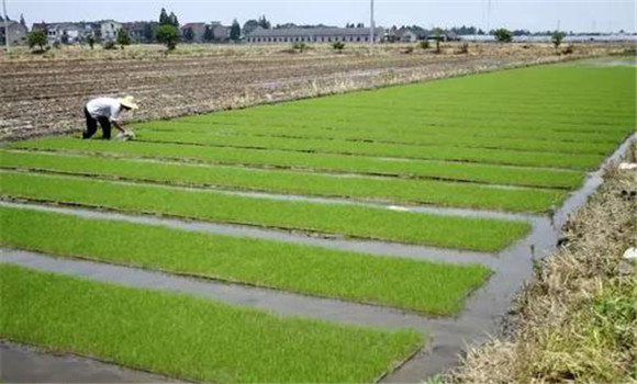 水稻精确定量栽培技术要点