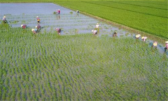 水稻精确定量栽培技术要点