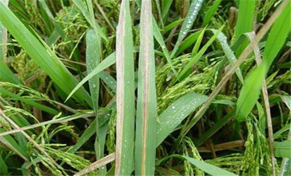 水稻白叶枯病防治 水稻白叶枯病表现的症状