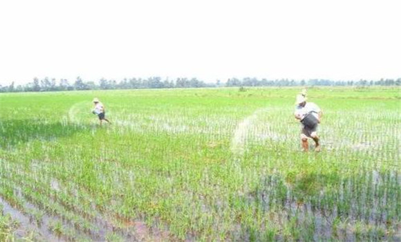 水稻移栽后田间管理技术要点