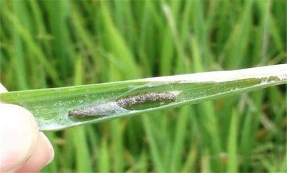 水稻秧田中后期的病虫害防治技术