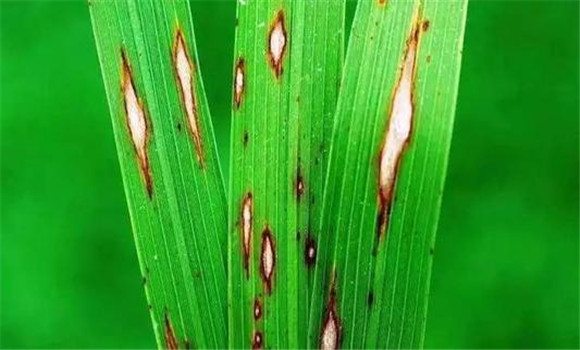 水稻纹枯病防治技术 水稻纹枯病症状有哪些