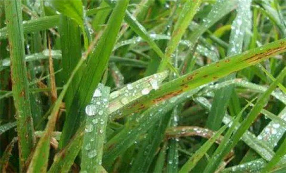 水稻纹枯病防治技术 水稻纹枯病症状有哪些