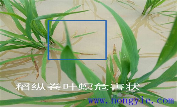 水稻“两迁”害虫是指什么害虫，如何防治？