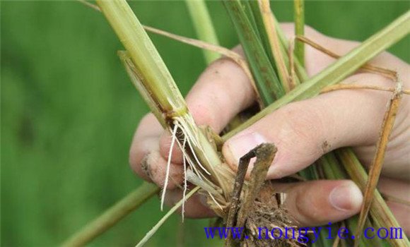 水稻恶苗病发病原因是什么 水稻恶苗病如何防治