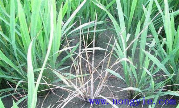 水稻恶苗病发病原因是什么 水稻恶苗病如何防治