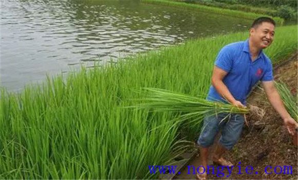晚稻什么时候播种 晚稻秧苗管理需要把好三关 晚稻什么时候播种 晚稻秧苗管理需要把好三关