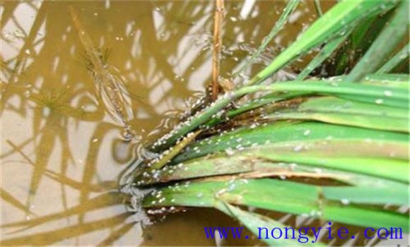 水稻稻飞虱的发生特点及防治对策