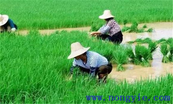 杂交水稻怎样种才能高产 杂交水稻高产栽培技术