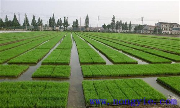 水稻育苗的管理技术要点介绍