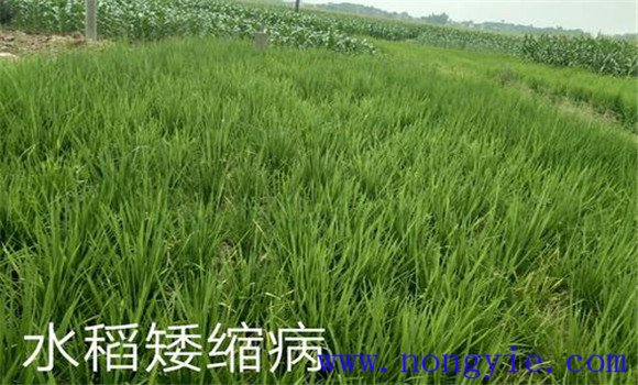 水稻矮缩病的症状特征、发病规律与防治方法