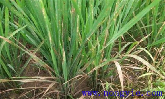 水稻除草剂药害的原因 稻田如何正确使用除草剂