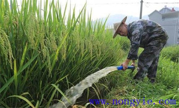 杂交水稻后期的田间管理方法与主要内容