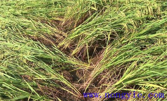 水稻倒伏的类型、原因与防治（预防）方法