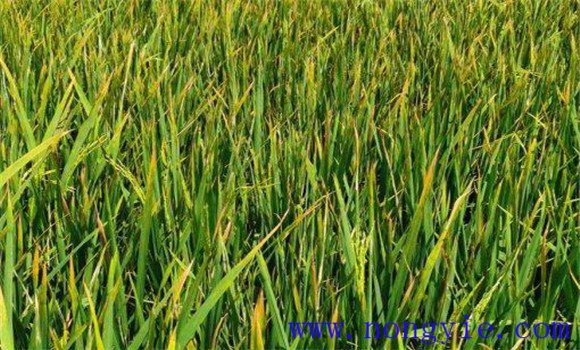 水稻纹枯病的症状特征、发病条件与防治方法