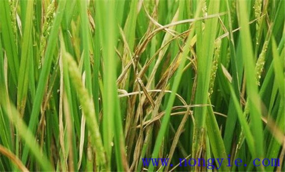 水稻纹枯病的症状特征、发病条件与防治方法