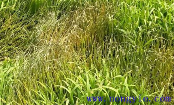 水稻立枯病的危害症状、发病原因与防治方法