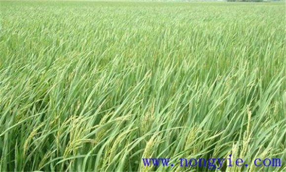 水稻早穗原因是什么？水稻早穗防治措施有哪些