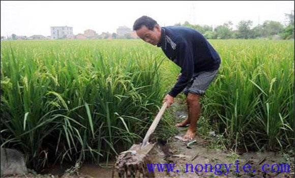 早稻中后期的水浆管理、肥料管理与病虫害防治