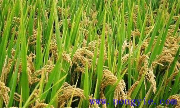 早稻中后期的水浆管理、肥料管理与病虫害防治