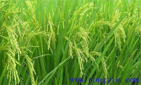 水稻颖壳张开、不灌浆原因是什么，如何解决？