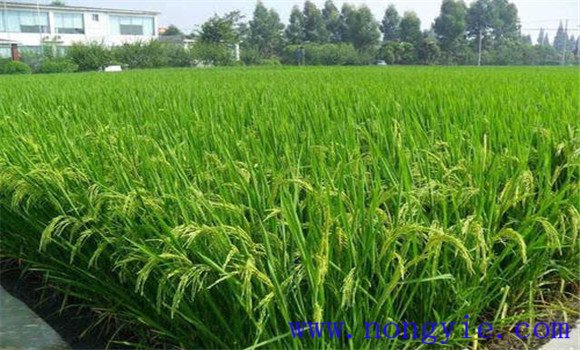 水稻颖壳张开、不灌浆原因是什么，如何解决？