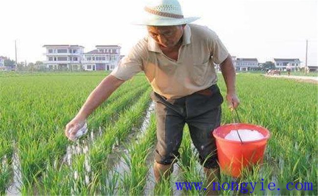 水稻用什么肥料好？水稻施肥需要注意的事项