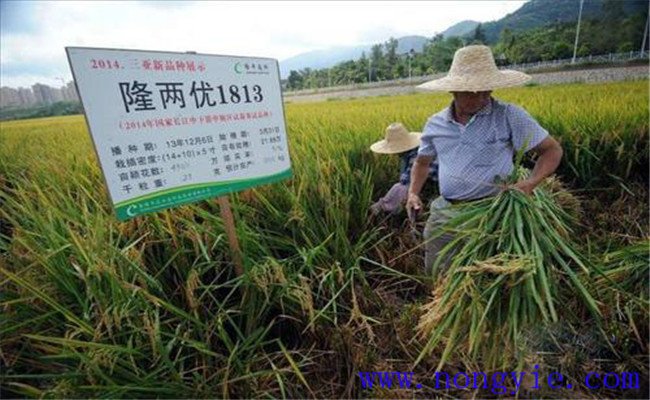 超级稻最高产量是多少 超级稻和普通水稻的区别