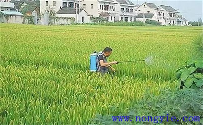 水稻喷施磷酸二氢钾的时间、喷施量和注意事项