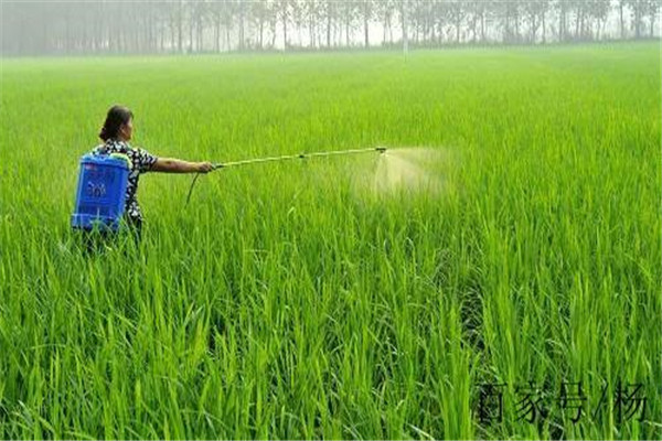 水稻打多效唑的最佳时期 多效唑能与除草剂混用