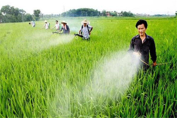 水稻打多效唑的最佳时期 多效唑能与除草剂混用