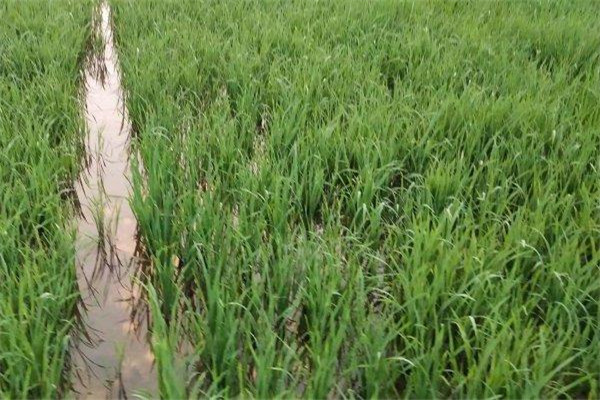 水稻打多效唑的最佳时期 多效唑能与除草剂混用